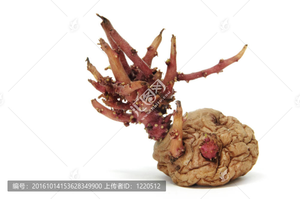 發(fā)芽馬鈴薯
