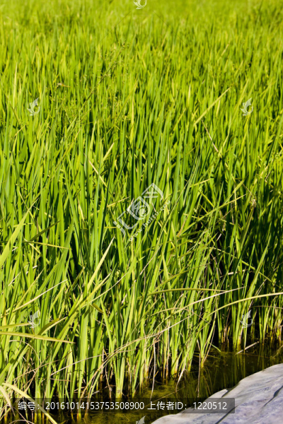 稻田；埃斯特雷馬杜拉；西班牙