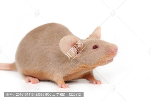 小老鼠
