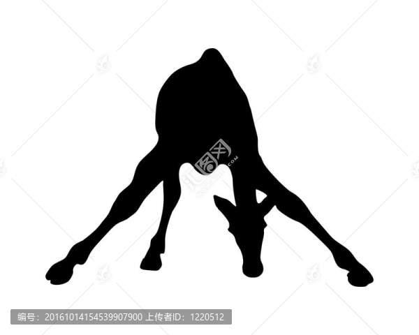 哺乳動(dòng)物長(zhǎng)頸鹿的詳細(xì)和孤立的例子