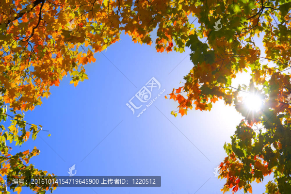 秋架