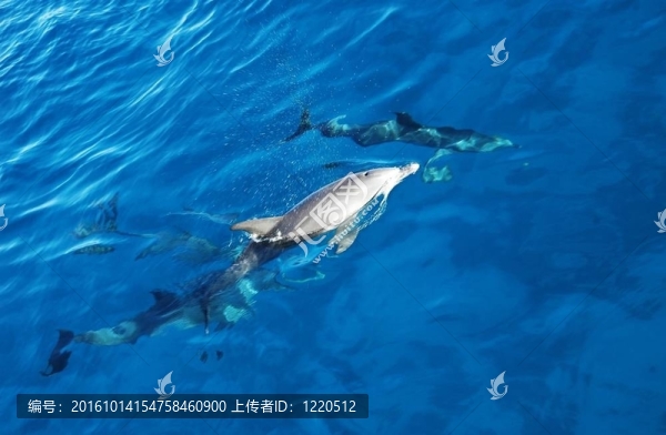 海洋中的海豚群