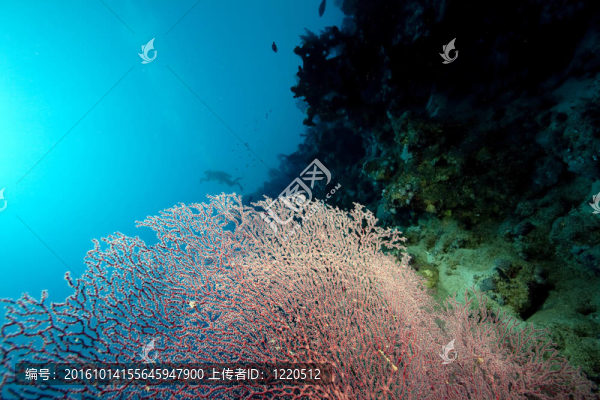 海洋；珊瑚和魚(yú)