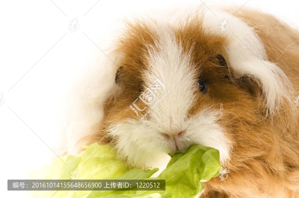 白質(zhì)豚鼠