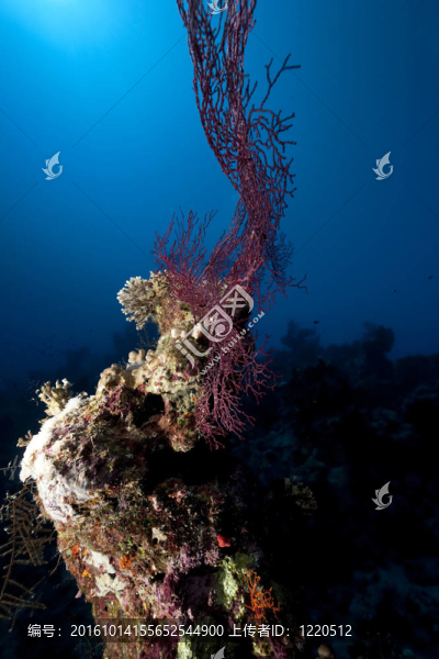 海洋；珊瑚和魚