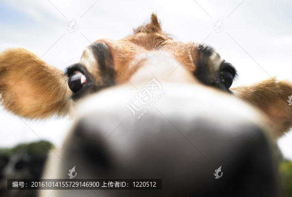 奶牛農(nóng)場