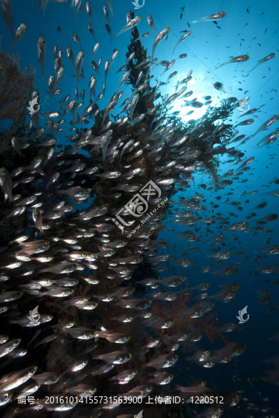 金色清掃；珊瑚和海洋