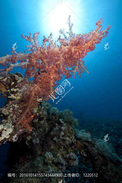 海洋；珊瑚和魚