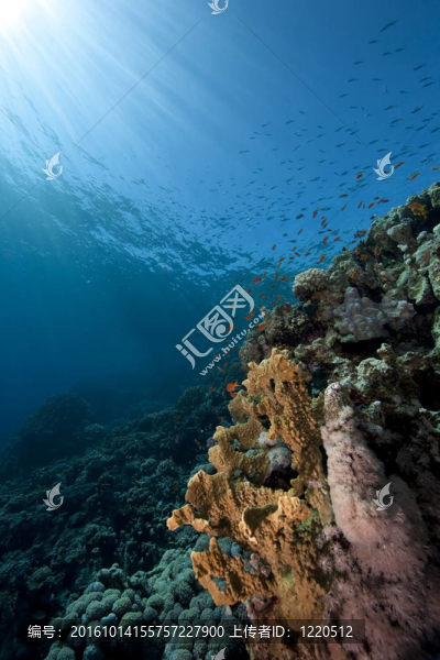 海洋；珊瑚和魚