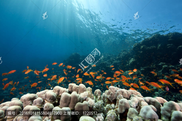 海洋；珊瑚和魚(yú)
