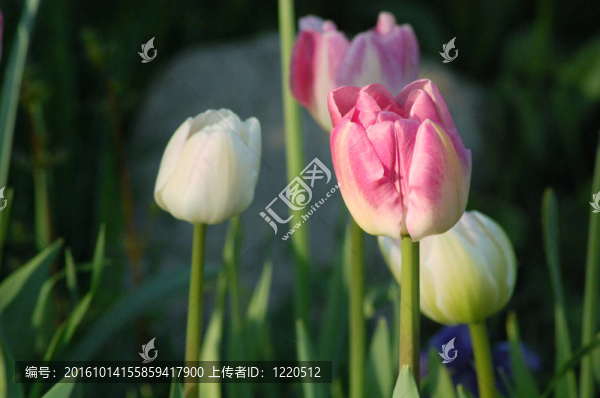 粉紅和白色郁金香