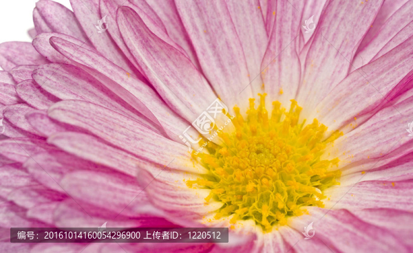 白色的金菊花或菊花