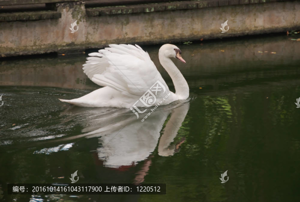 沉默的天鵝彎曲它的翅膀