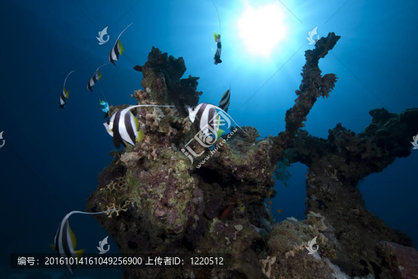 學(xué)校的海洋和珊瑚鰭魚；