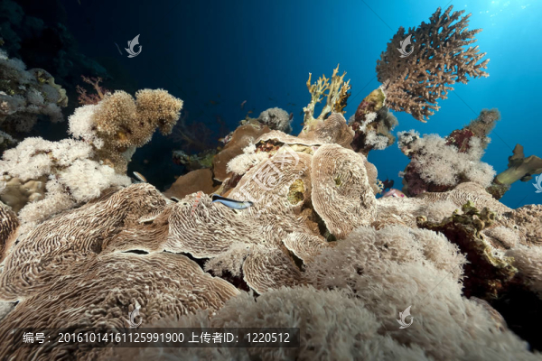 魚；海洋和珊瑚