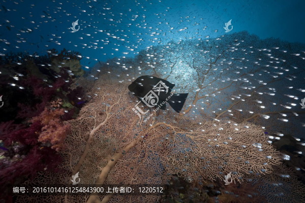 glasfish；海風(fēng)和海洋