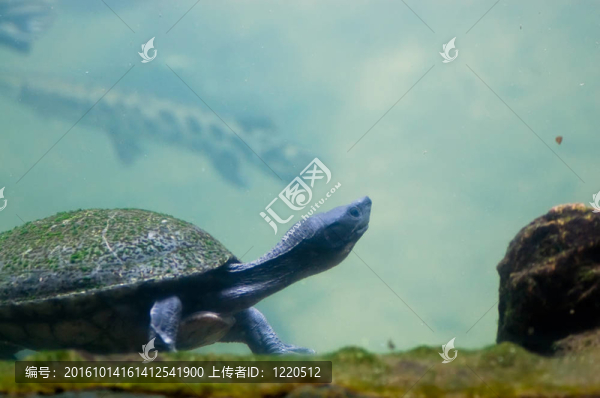 烏龜伸展