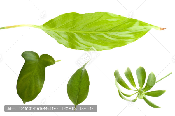 白葉巨葉
