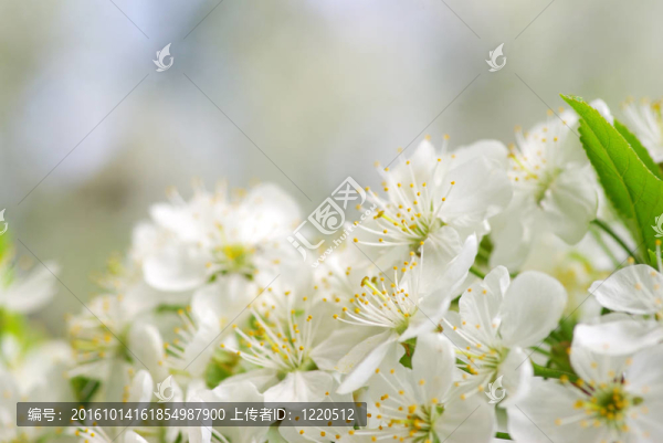 櫻花