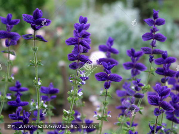 一串美麗的白花