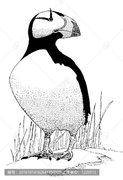 角海鸚
