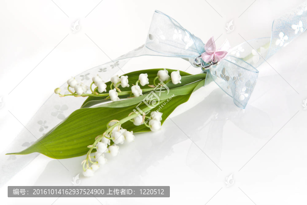 浪漫的蝴蝶百合