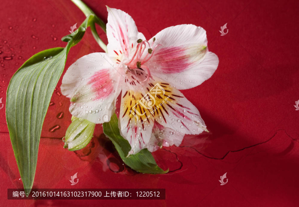 野生蘭花上抽象的濕紅色背景水滴