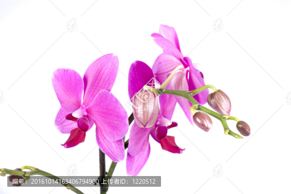 蘭花