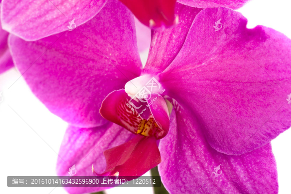 蘭花