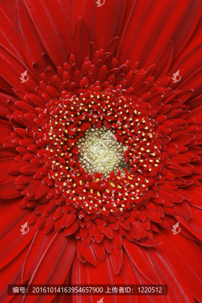 紅色格柏雛菊