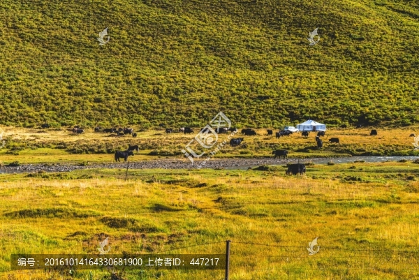 青海久治草原風光