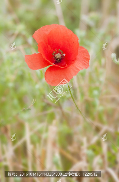 罌粟花田