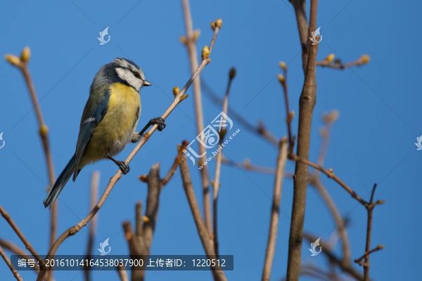 藍山雀（Parus,caeruleus）