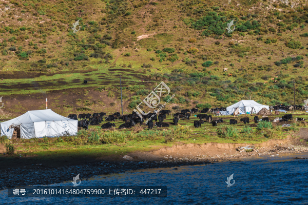 青海久治草原風(fēng)光