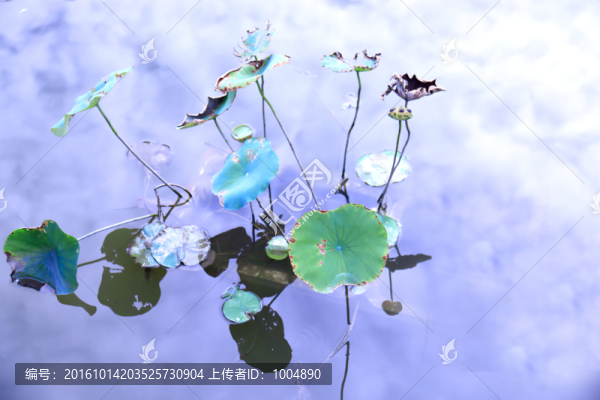 荷花,荷塘