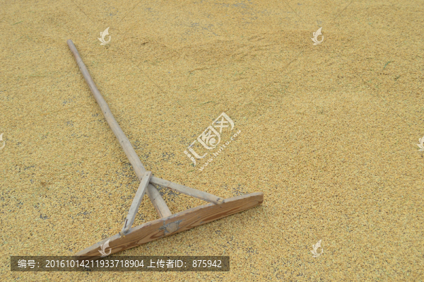 曬稻谷