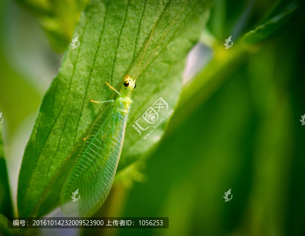 昆蟲