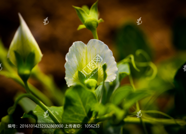 蠶豆花