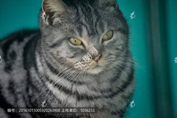 貓