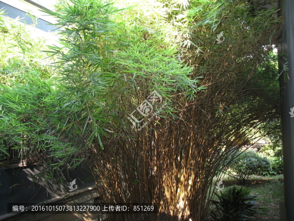 觀賞竹