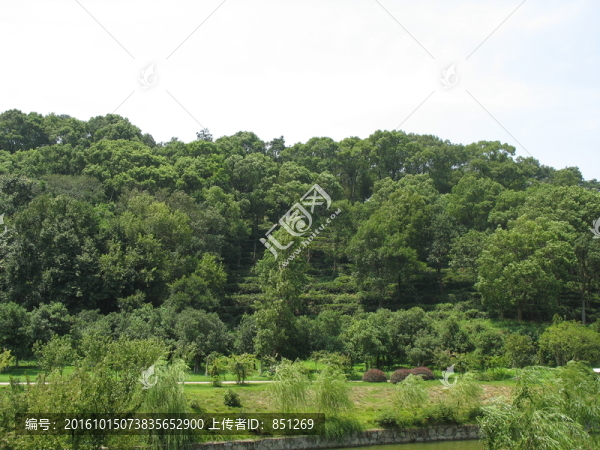 茂密山林