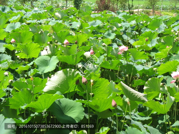 荷花池