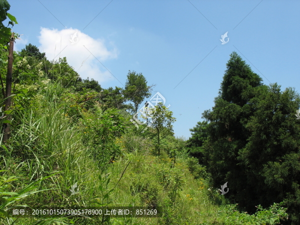 山中植被