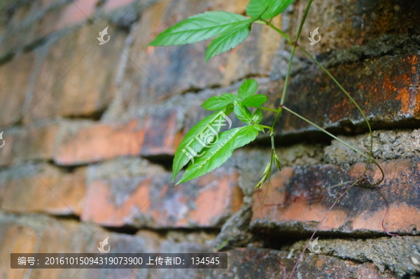 植物葉子
