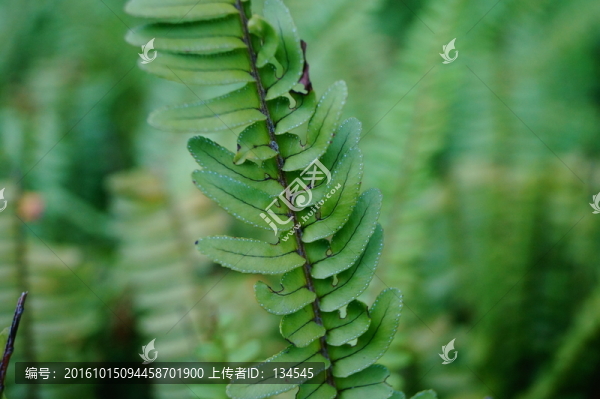 蕨類植物