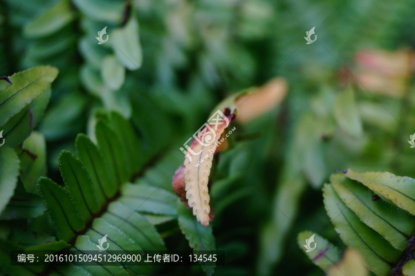 蕨類植物