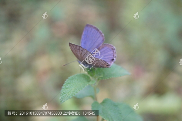 蝴蝶