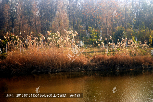 濕地,,蘆葦小河樹林