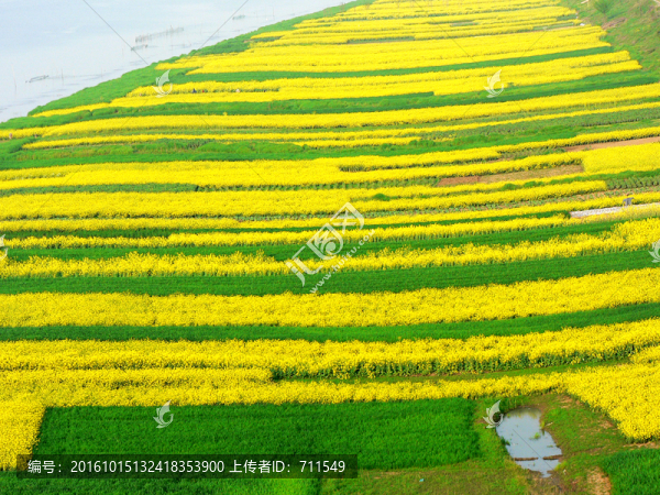 河邊油菜花田