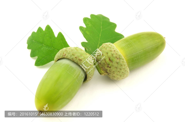 橡樹葉